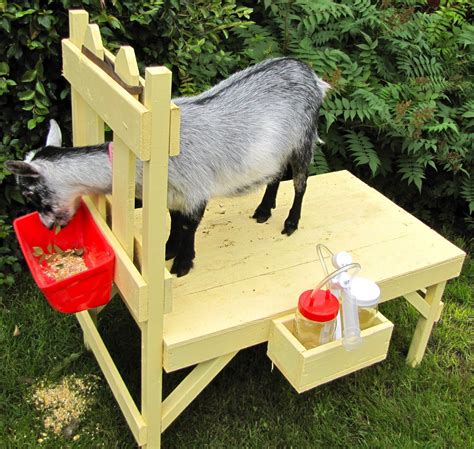 how to build a milking table|DIY Goat Milking Stand (With Printable Plans!)